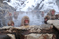 【入住个性十足的温泉旅馆】